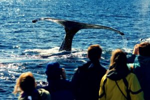 Boat tours in Iceland